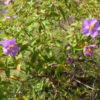 Osbeckia aspera Blume